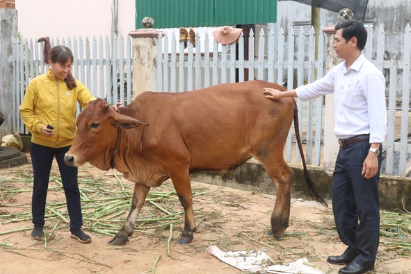 Đại diện Ban quản lý Dự án “Đàn bò thoát nghèo” (bìa phải) kiểm tra tình hình  nuôi bò của gia đình chị Ngô Thị Nhiên ở thôn 8. 