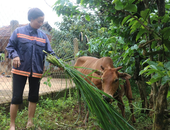 Một hộ dân ở thôn 2, xã Ea Kpam được hỗ trợ bò từ Dự án “Đàn bò thoát nghèo”.