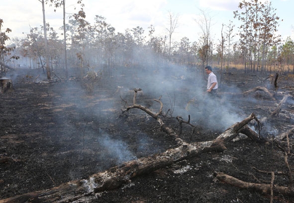 Một khoảnh rừng ở xã Cư M'lan, huyện Ea Súp bị người dân đốt để lấn chiếm đất.   