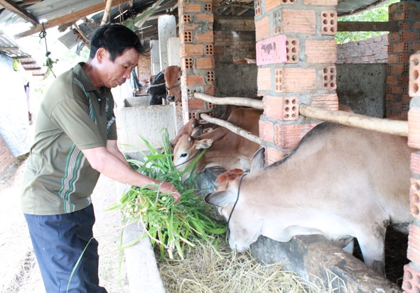 Ông Phạm Minh Hải (xã Hòa Sơn) chăm sóc đàn bò của gia đình.   