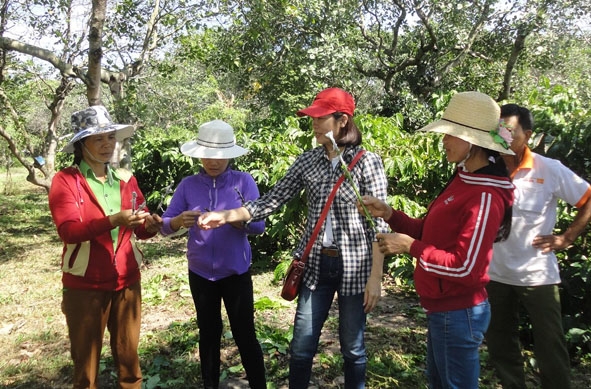 Học viên lớp chăm sóc cây cà phê tham gia thực hành tại vườn.