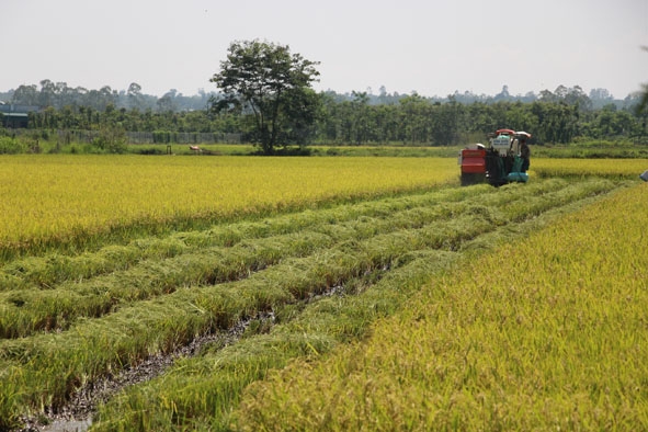 Nông dân xã Cư Ni, huyện Ea Kar thu hoạch lúa.  