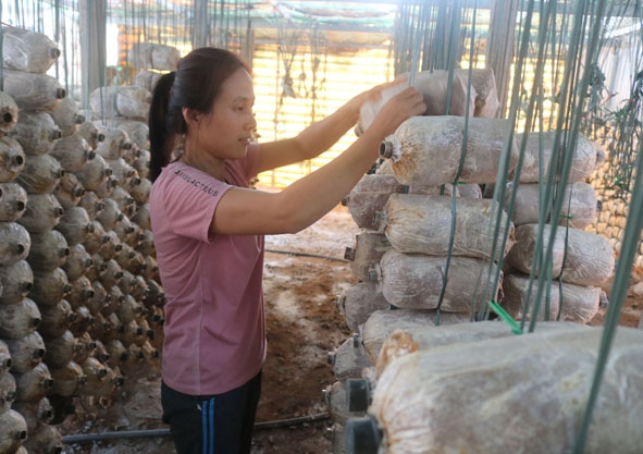 Chị Phương Châu Quỳ (TDP 4, thị trấn Buôn Trấp) kiểm tra sự sinh trưởng của nấm. 