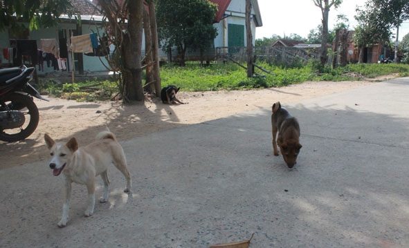 Tại nhiều khu vực dân cư trên địa bàn huyện M’Đrắk, người dân vẫn giữ thói quen nuôi chó thả rông, không đeo rọ mõm.