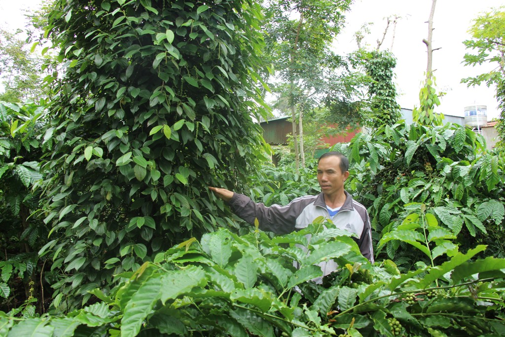 Một vườn cà phê xen canh hồ tiêu ở xã Hòa Đông. 