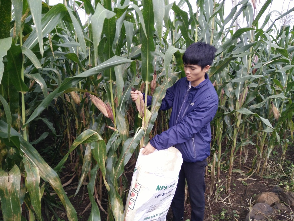 Nông Mạnh Quang tranh thủ ngày hè giúp bố mẹ  thu hoạch ngô.