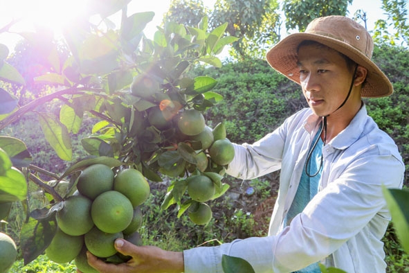 Anh Nguyễn Chánh Quang kiểm tra vườn cam xoàn.   