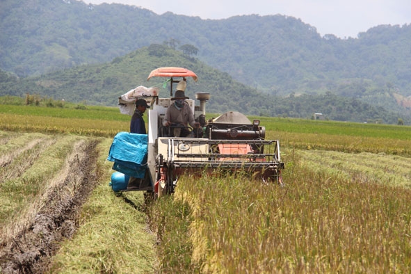 Nông dân ở huyện Krông Ana áp dụng cơ giới hóa thu hoạch lúa. 