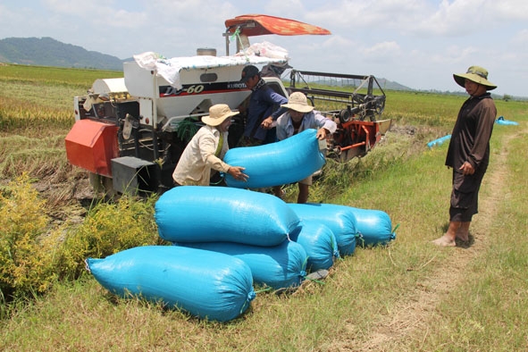 Nông dân huyện Krông Ana thu hoạch lúa vụ hè thu. 