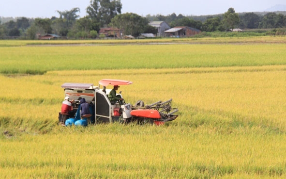 Sử dụng máy gặt đập liên hợp để thu hoạch lúa tại huyện Ea Súp.