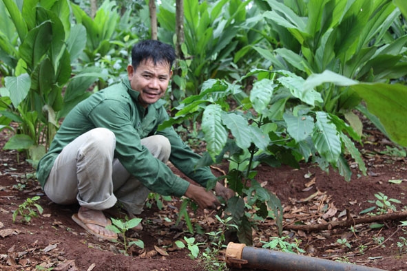 Xã viên Hợp tác xã sản xuất Nông nghiệp dịch vụ Thăng Tiến, xã Hòa An chăm sóc vườn cà phê tái canh.