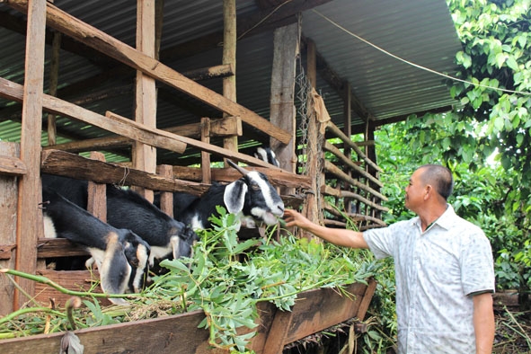Ông Hoàng Xuân Thọ (thôn 6, xã Ea Nam) nuôi dê bằng nguồn thức ăn từ các loại lá cây có sẵn tại vườn nhà.