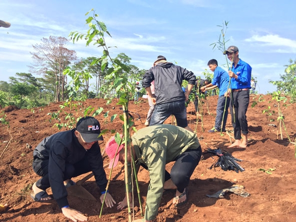 Đoàn viên thanh niên xã Cư Né tham gia công trình thanh niên trồng cây sao đen.   