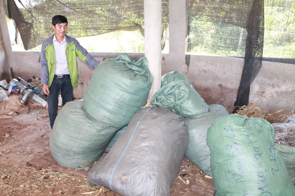 Một hộ dân ở xã Xuân Phú thực hiện mô hình ủ thức ăn cho bò từ phụ phẩm nông nghiệp. 
