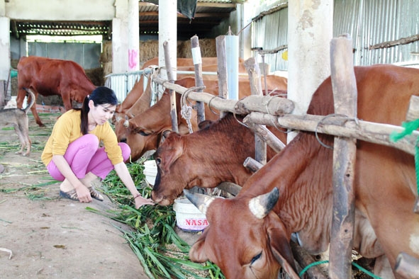Đàn bò đang thực hiện chương trình thụ tinh nhân tạo của gia đình chị Trần Thị Duyên (xã Xuân Phú). 