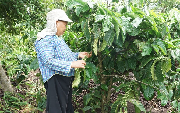 Vườn cà phê tái canh năm thứ 3 của gia đình và Hoàng Thị Sanh thôn 1A mang lại năng suất cao hơn trước gấp đôi..jpg