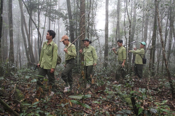 Kiểm lâm Vườn Quốc gia Chư Yang Sin tuần tra bảo vệ rừng.  