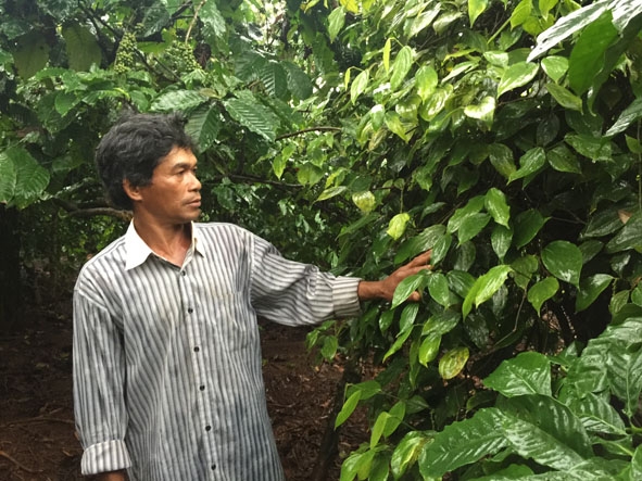 Đưa cây hồ tiêu vào trồng xen trong vườn cà phê đã giúp gia đình ông Y Mer Êban nâng cao thu nhập trên một đơn vị diện tích. 
