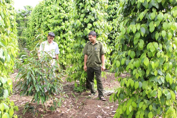 Nông dân xã Hòa Đông (huyện Krông Pắc) phát triển vườn cây đa canh để gia tăng thu nhập.  