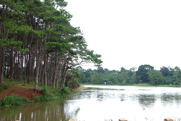 Rừng thông bên hồ Ea H’ră, một cảnh quan thơ mộng ở thị xã Buôn Hồ.  