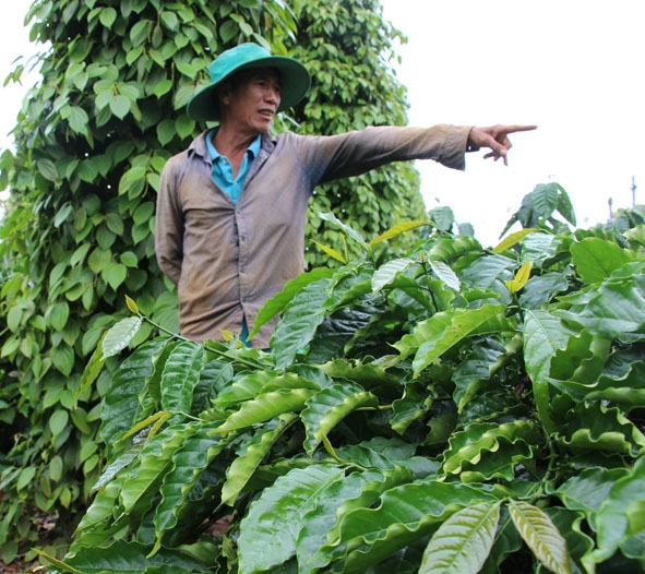 Vườn cà phê phát triển xanh tốt sau khi tái canh của gia đình ông Phan Khoát. 