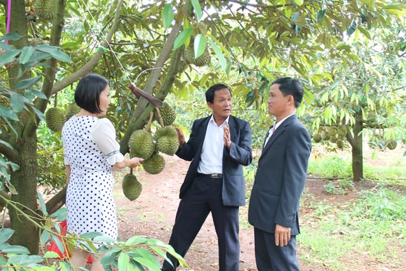 Hội nông dân tỉnh thăm vườn sầu riêng của hội viên Chi hội cây trái Tam Giang (huyện Krông Năng).