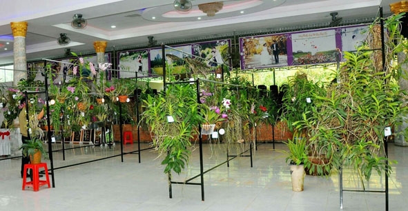 Những tác phẩm hoa lan tại Hội thi và trưng bày SVC của Hội SVC huyện Krông Ana.