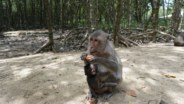 Khỉ mẹ bồng con là hình ảnh dễ bắt gặp khi đến Đảo Khỉ.