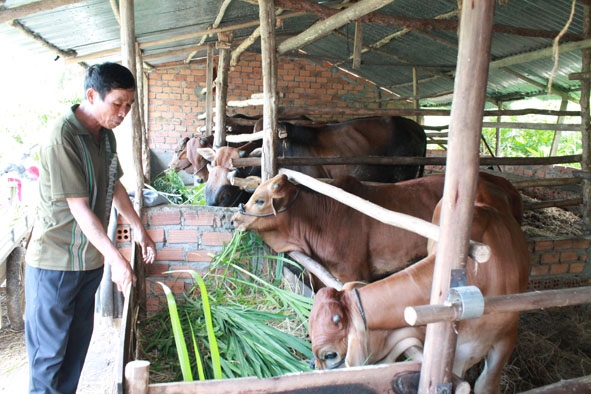 Ông Phạm Minh Hải ở xã Hòa Sơn (huyện Krông Bông) phát triển đàn bò sau khi học nghề chăn nuôi. 