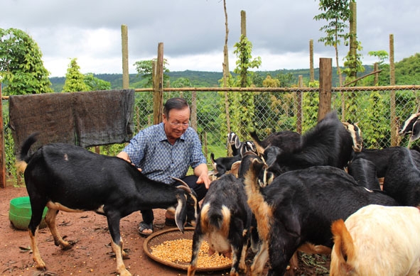 Cựu chiến binh Nguyễn Đình Quyền (thôn Ea My, xã Ea Sin) chăm sóc đàn dê được đầu tư phát triển từ vốn vay ủy thác. 