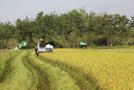 Trên 99% người dân huyện Ea Kar thu hoạch lúa bằng máy gặt.