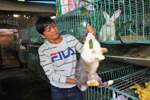 Chị Nguyễn Thị Ngoan đang kiểm tra thỏ giống.   