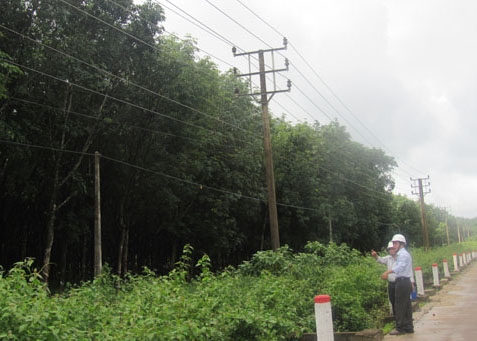 Vườn cây cao su trồng trong khu vực hành lang an toàn lưới điện ở xã Ea Tar, huyện Cư M’gar.  