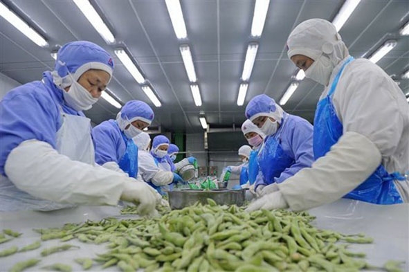 Công nhân phân loại đậu tương để đóng gói xuất khẩu ở một nhà máy thuộc tỉnh An Huy, Trung Quốc.  								      Ảnh: AFP/TTXVN