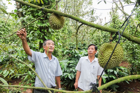 Ông Ngô Quang Hùng (trái)  giới thiệu  mô hình  cà phê  trồng xen sầu riêng, tiêu của  gia đình.  