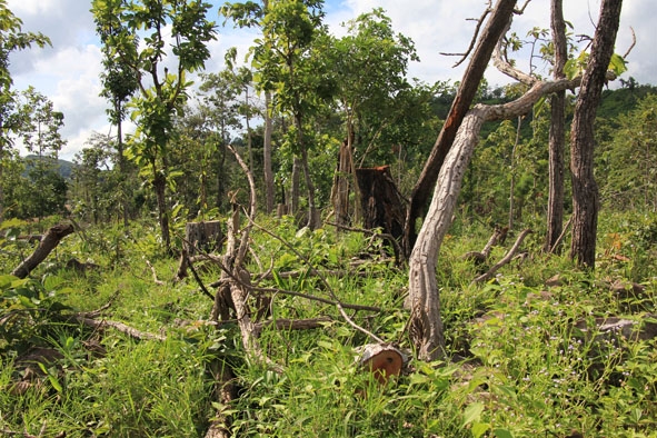 Rừng tự nhiên tại Dự án trồng cao su, trồng rừng quản lý, bảo vệ rừng của Công ty TNHH Anh Quốc  ở xã Cư M’lan (huyện Ea Súp) bị chặt phá tràn lan (Dự án này đã bị tỉnh thu hồi vào đầu năm 2017 do vi phạm pháp luật về đất đai). 