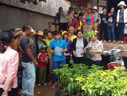 Hỗ trợ giống cây ăn trái cho các hộ đồng bào dân tộc thiểu số ở xã Ea Đrông. 