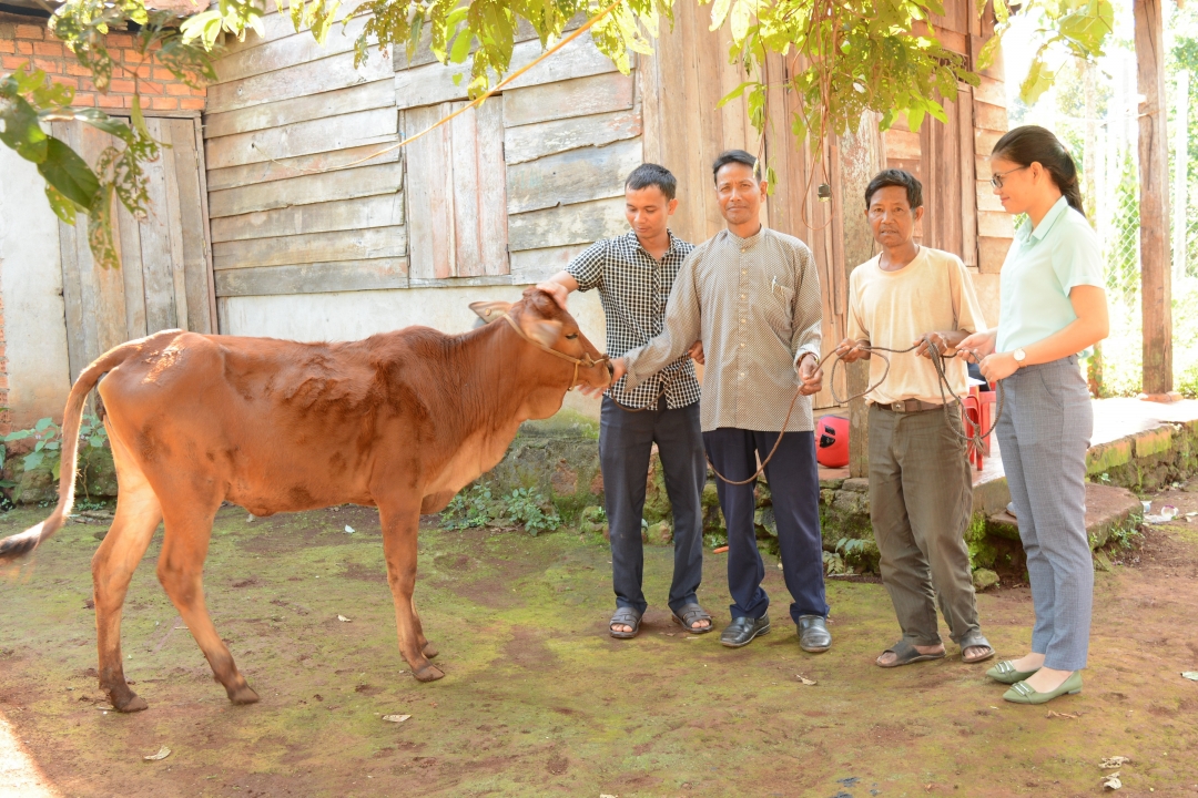 Đại diện gia đình anh Y Troen Ktala (thứ hai từ phải sang) nhận bò sinh sản của Ủy ban MTTQ Việt Nam huyện Cư M’gar tặng.