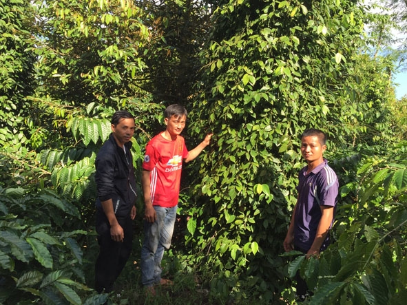 Đưa cây tiêu vào trồng xen trong vườn cà phê đã giúp nông dân thôn Ea Mô nâng cao thu nhập trên một đơn vị diện tích