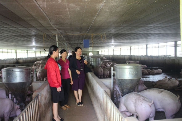 Cán bộ Hội Nông dân tỉnh tham quan mô hình chăn nuôi của gia đình ông Nguyễn Văn Bình (thôn Nam Hòa, xã Dray Bhăng, huyện Cư Kuin). 