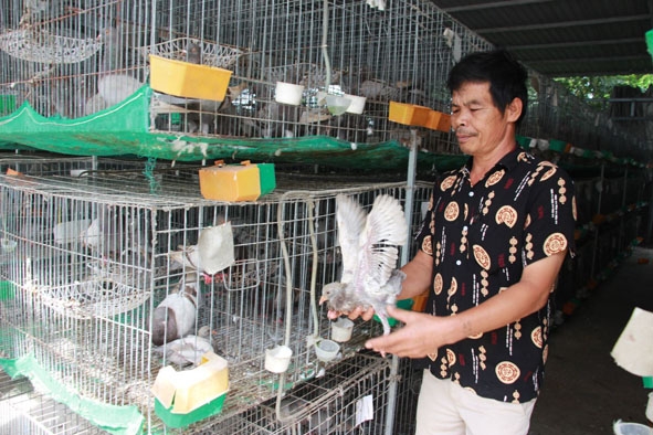 Trang trại chăn nuôi chim bồ câu Thái Lan của ông Phạm Xuân Tiến (thôn Tân Lập 3, xã Ea Kuăng, huyện Krông Pắc).