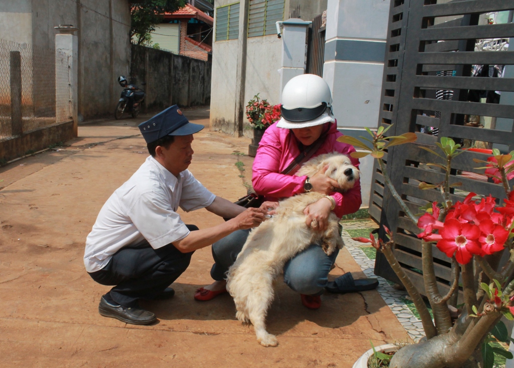 Tiêm vắc xin phòng bệnh dại cho đàn chó tại TP. Buôn Ma Thuột. 
