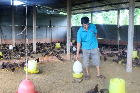 Trang trại nuôi gà của anh Phạm Văn Chữ (thôn 5, xã Ea Nam, huyện Ea H'leo).   