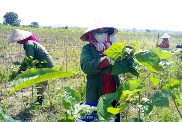 Bà con nông dân ở TDP 4, thị trấn Liên Sơn đang thu hoạch lá dâu.