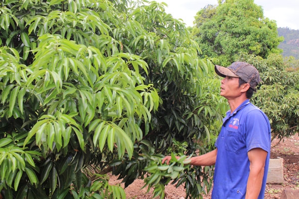Vườn vải thiều xanh tốt được chuyển đổi từ diện tích cà phê già cỗi của anh Trần Văn Nhiệm ở thôn 8 (xã Ea Ral). 