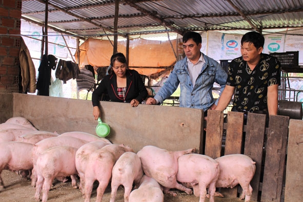 Mô hình chăn nuôi heo cho hiệu quả kinh tế cao của gia đình chị Phan Thị Mộng Điệp ở thôn 8 (xã Ea Ral).  