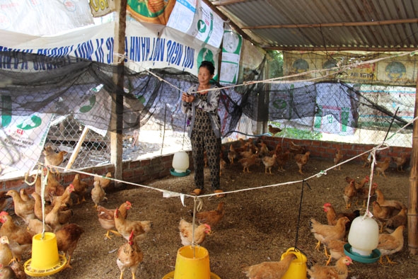 Mô hình nuôi gà sử dụng đệm lót sinh học của gia đình bà Lê Thị Loan ở thôn 1 xã Ea Siên  (thị xã Buôn Hồ) .  