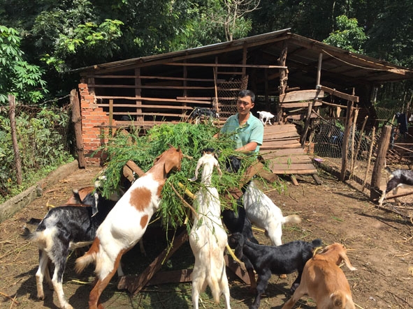 Anh Nguyễn Minh Sơn chăm sóc đàn dê của gia đình. 