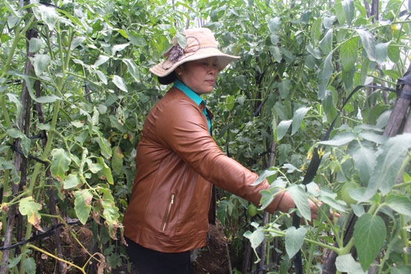 Chị Trần Thị Thiên, Tổ trưởngTổ hợp tác sản xuất rau an toàn xã Ea M'nang đang chăm sóc vườn rau quả.