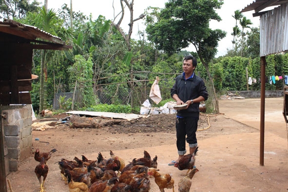 Anh Nguyễn Đình Cảnh ở thôn Nam Thái, xã Cư Kbô đang chăm sóc đàn gà.